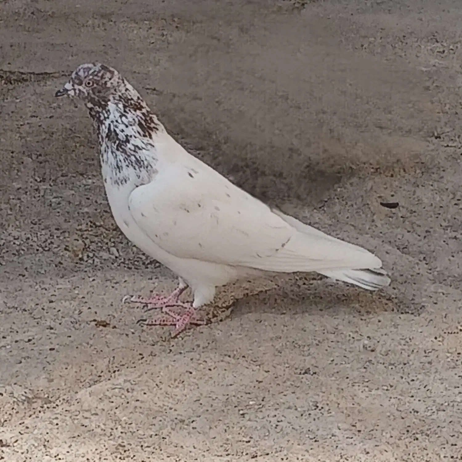 کبوتر پرشی|پرنده|گرمسار, |دیوار