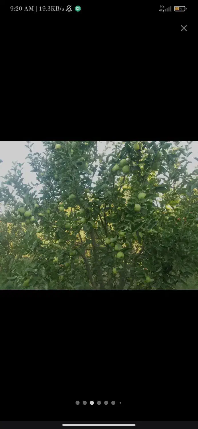 فروش باغ سیب مراغه|فروش زمین و ملک کلنگی|نظر کهریزی, |دیوار