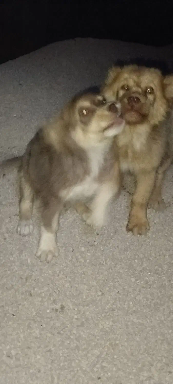 واگزاری توله سگ|سگ|اژیه, |دیوار