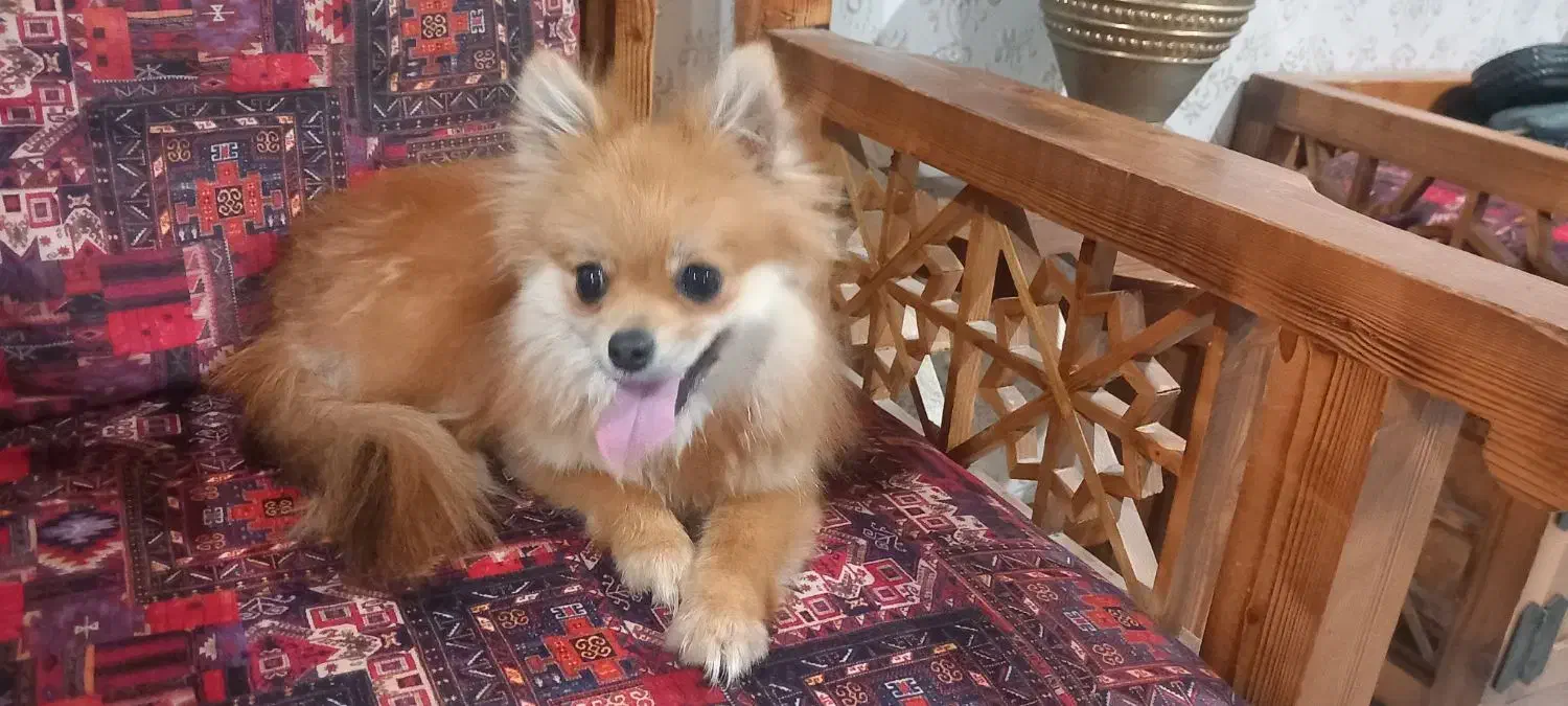 پامر روباهی|سگ|کتالم و سادات شهر, |دیوار