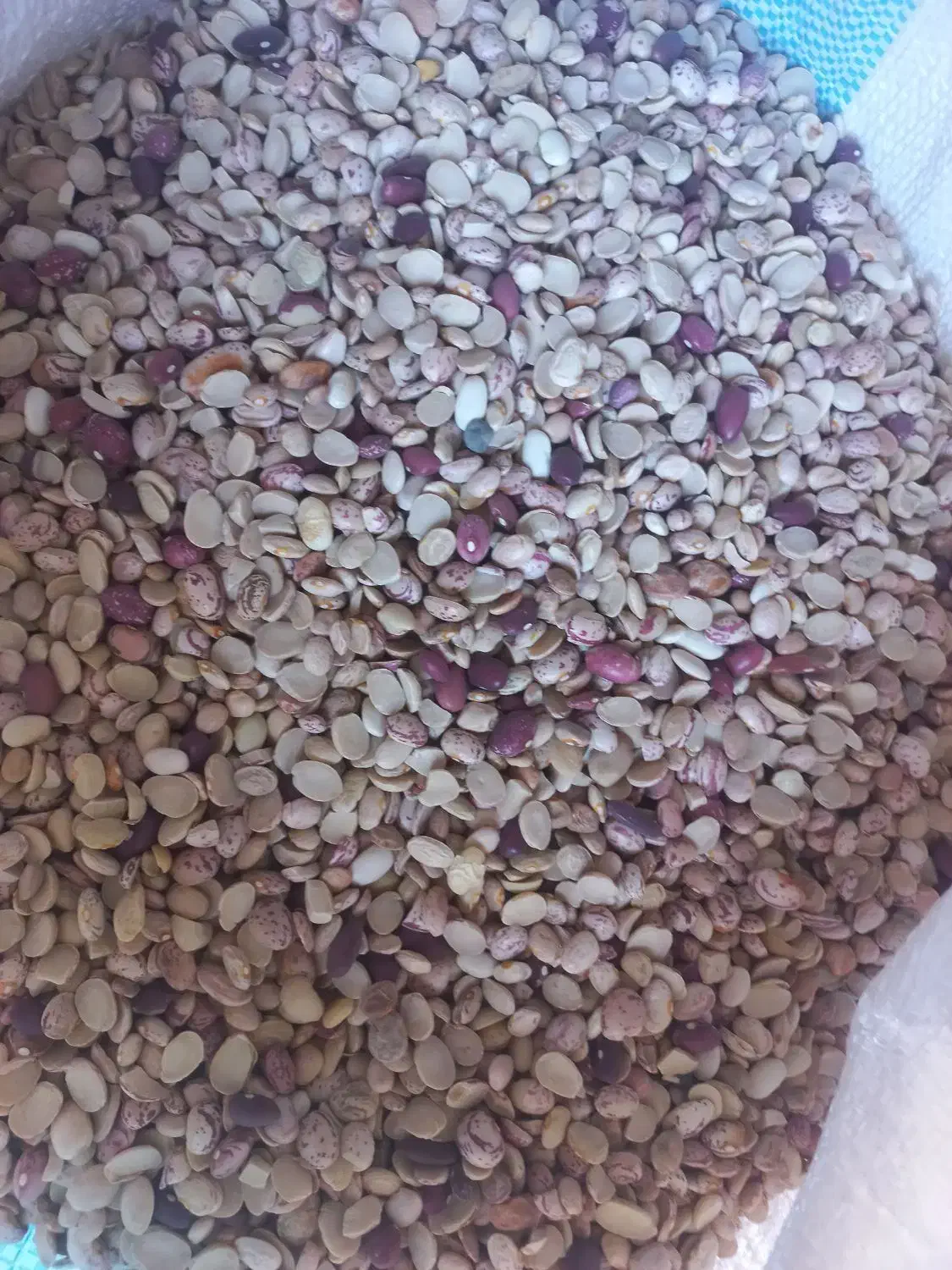 لوبیا آشی لیزر شده|خوردنی و آشامیدنی|شیراز, احمدی جنوبی|دیوار
