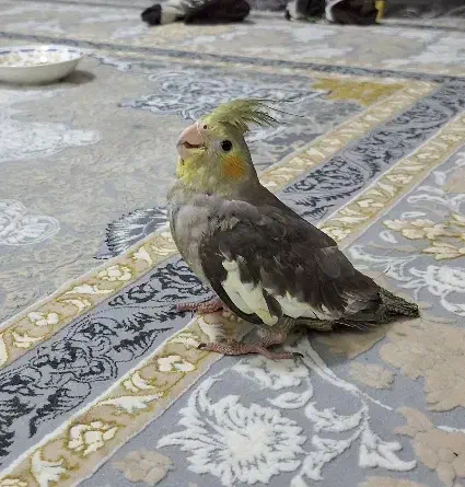 عروس هلندی|پرنده|رشت, کوی مهر|دیوار