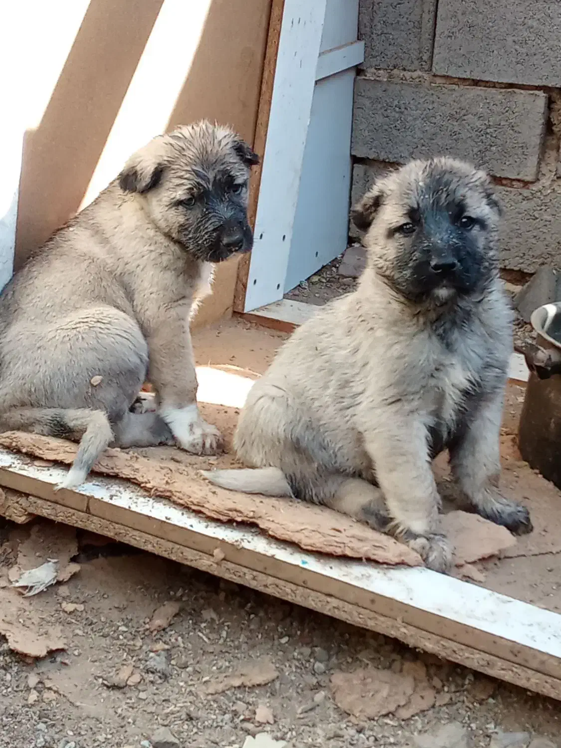 کانگال توله نر و ماده از پدر مادر وارداتی|سگ|پردیس, فاز ۶|دیوار