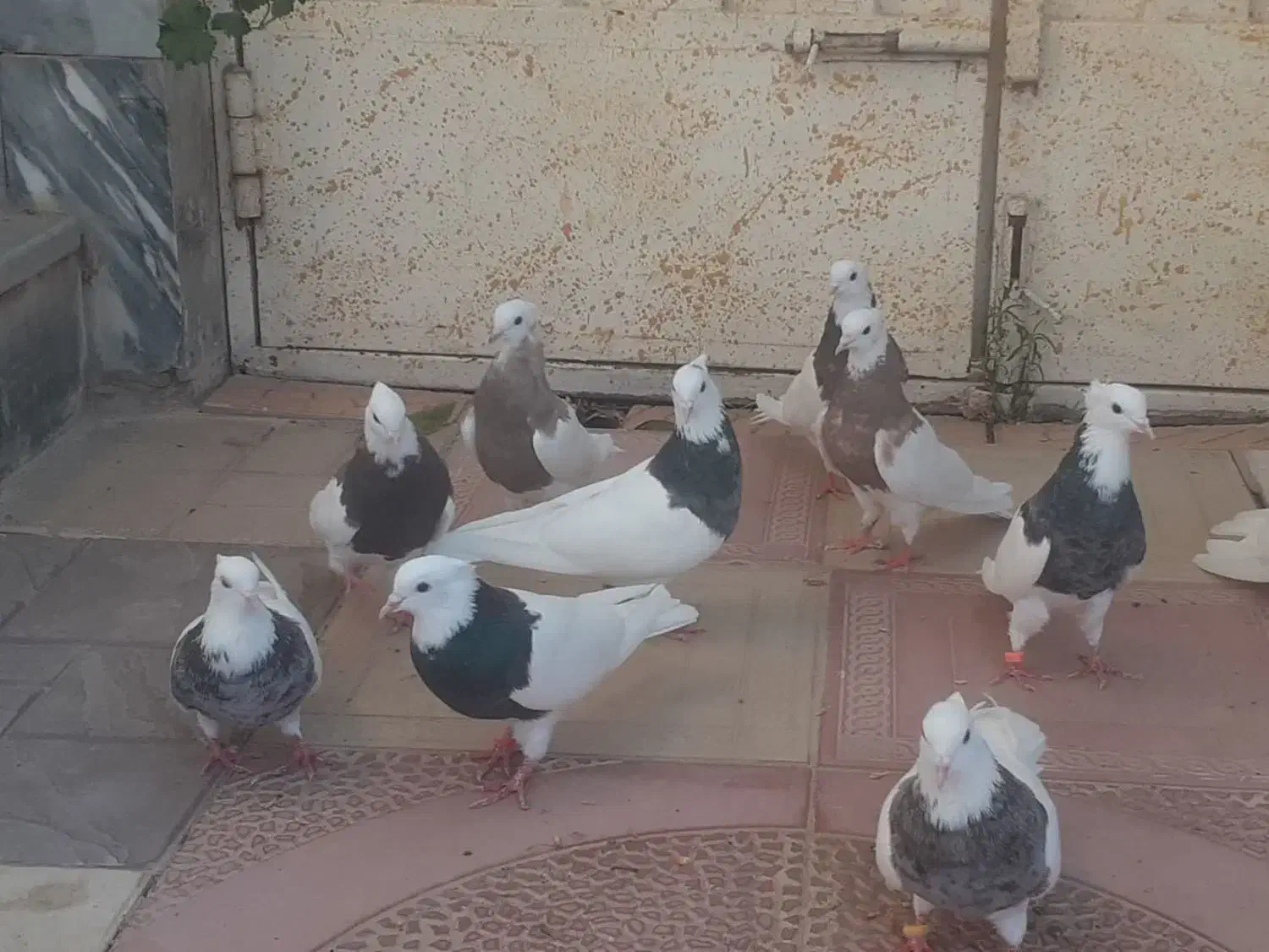 طوقی پا لخت|پرنده|ابریشم, |دیوار