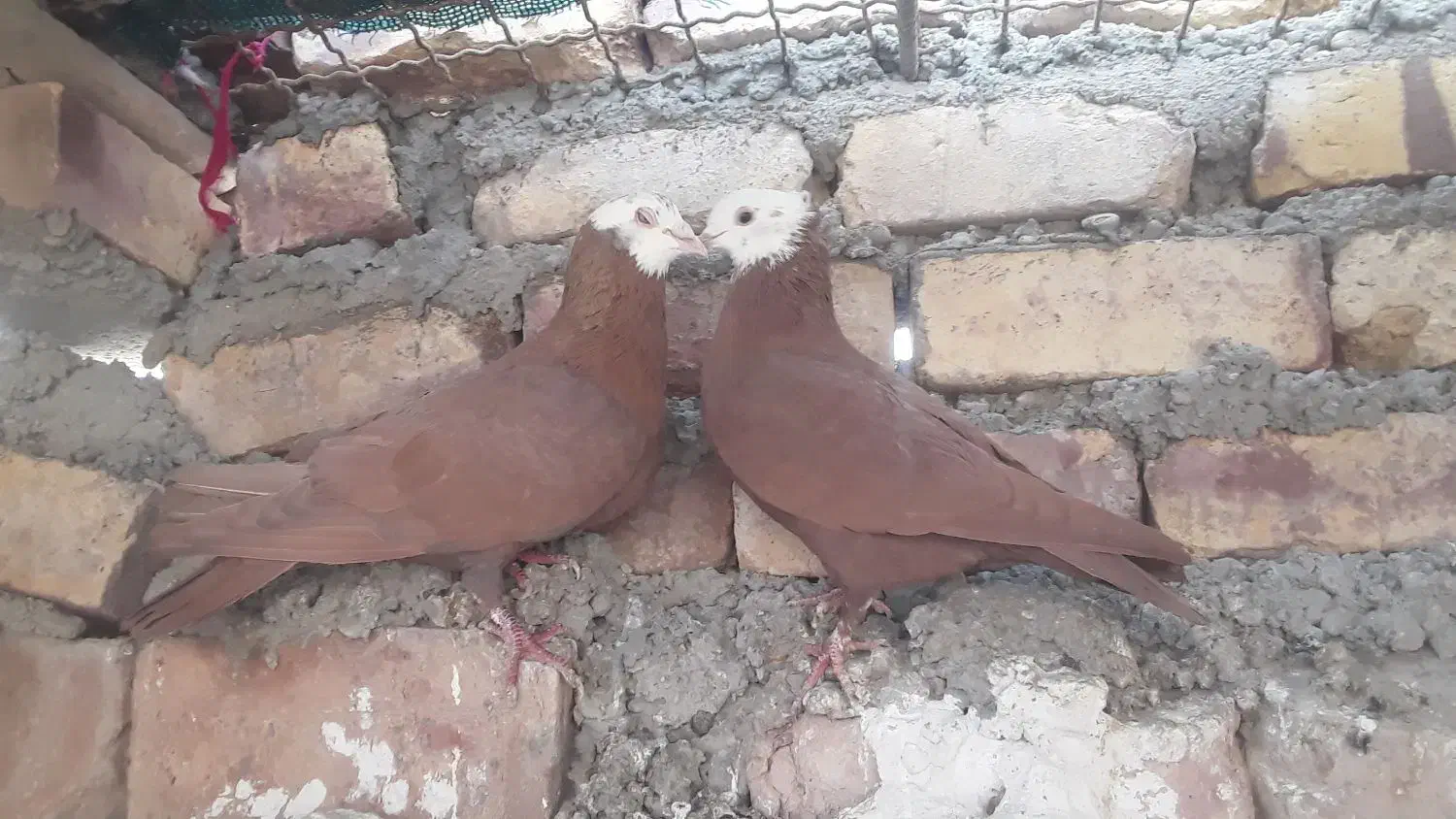 کله‌سفید|حیوانات|زاهدان, |دیوار