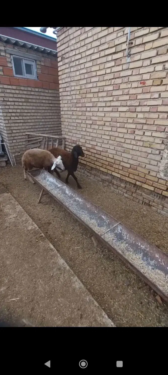 بره نرو ماده|حیوانات مزرعه|آق قلا, |دیوار