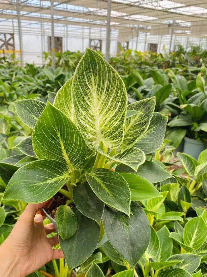 فروش گل آپارتمانی، عمده و جزئی|گل و گیاه طبیعی|ورامین, شهرک ولیعصر|دیوار