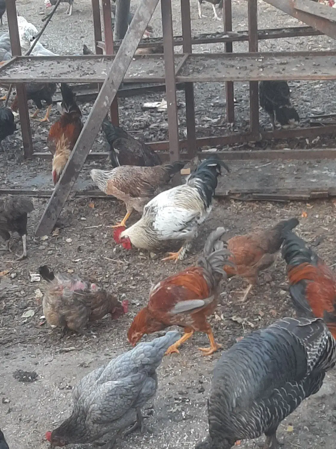 خروس محلی جوان|حیوانات مزرعه|نقده, |دیوار