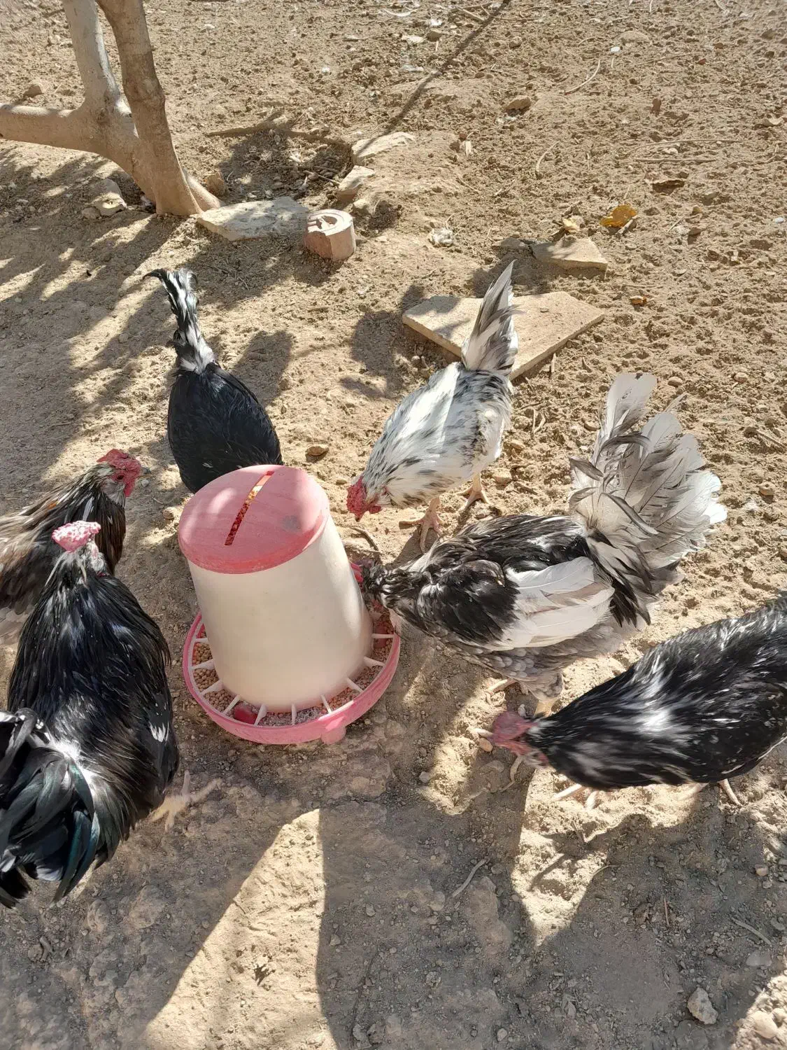 خروس ومرغ گلین چهل تاج ریش دار|حیوانات مزرعه|پاکدشت, پاکدشت (مامازند)|دیوار