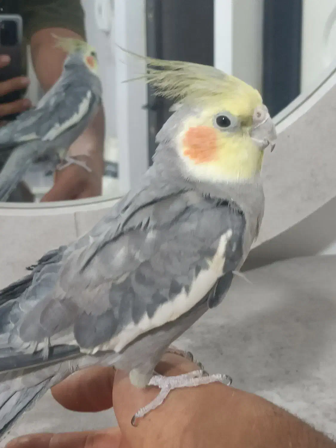 عروس هلندی اهلی|پرنده|جلفا, |دیوار