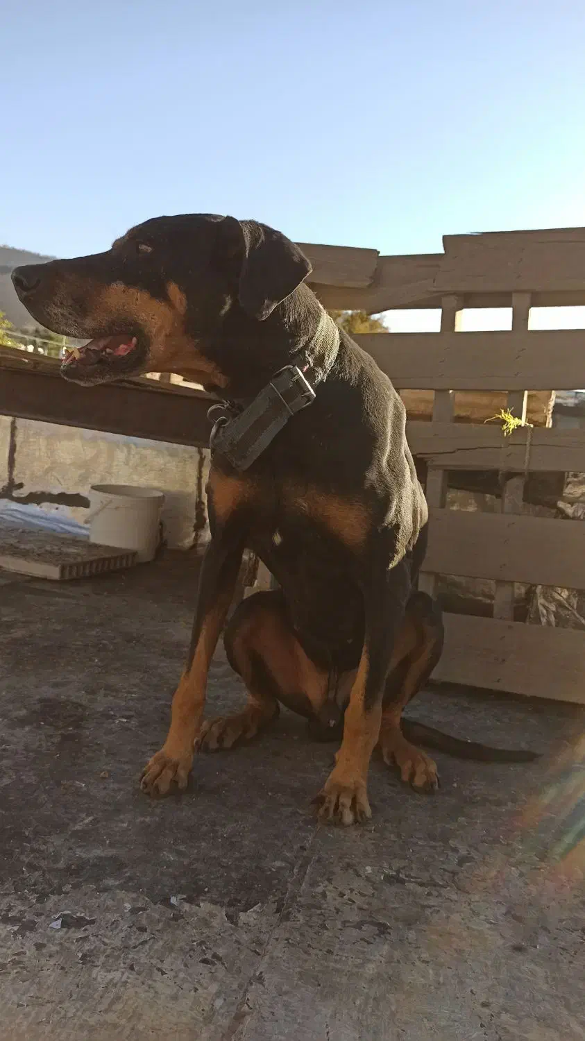 واگذاری دوبرمن 10 تومن|سگ|خرم‌آباد, |دیوار