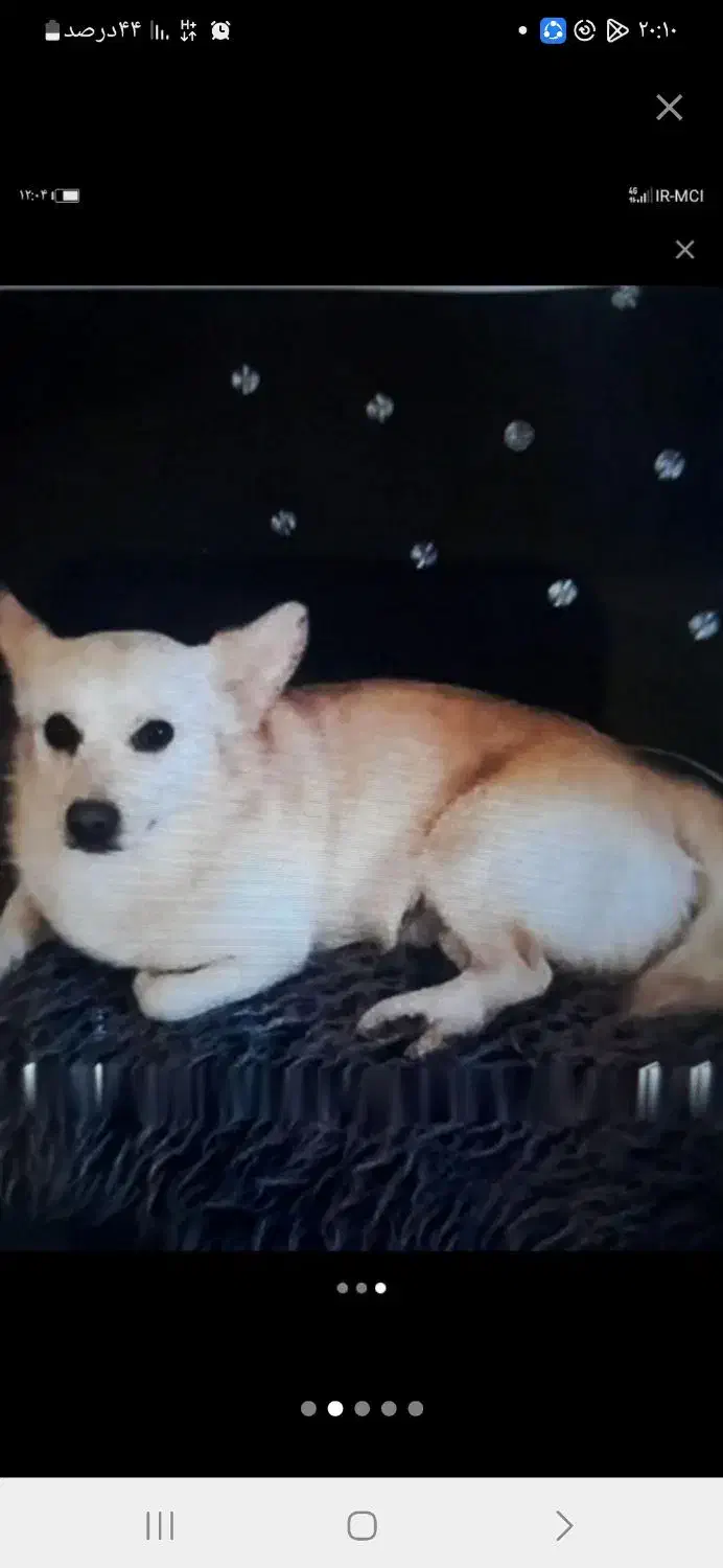 گمشده سال 1401 شب چهارشنبه سوری|سگ|اهواز, کیانشهر|دیوار