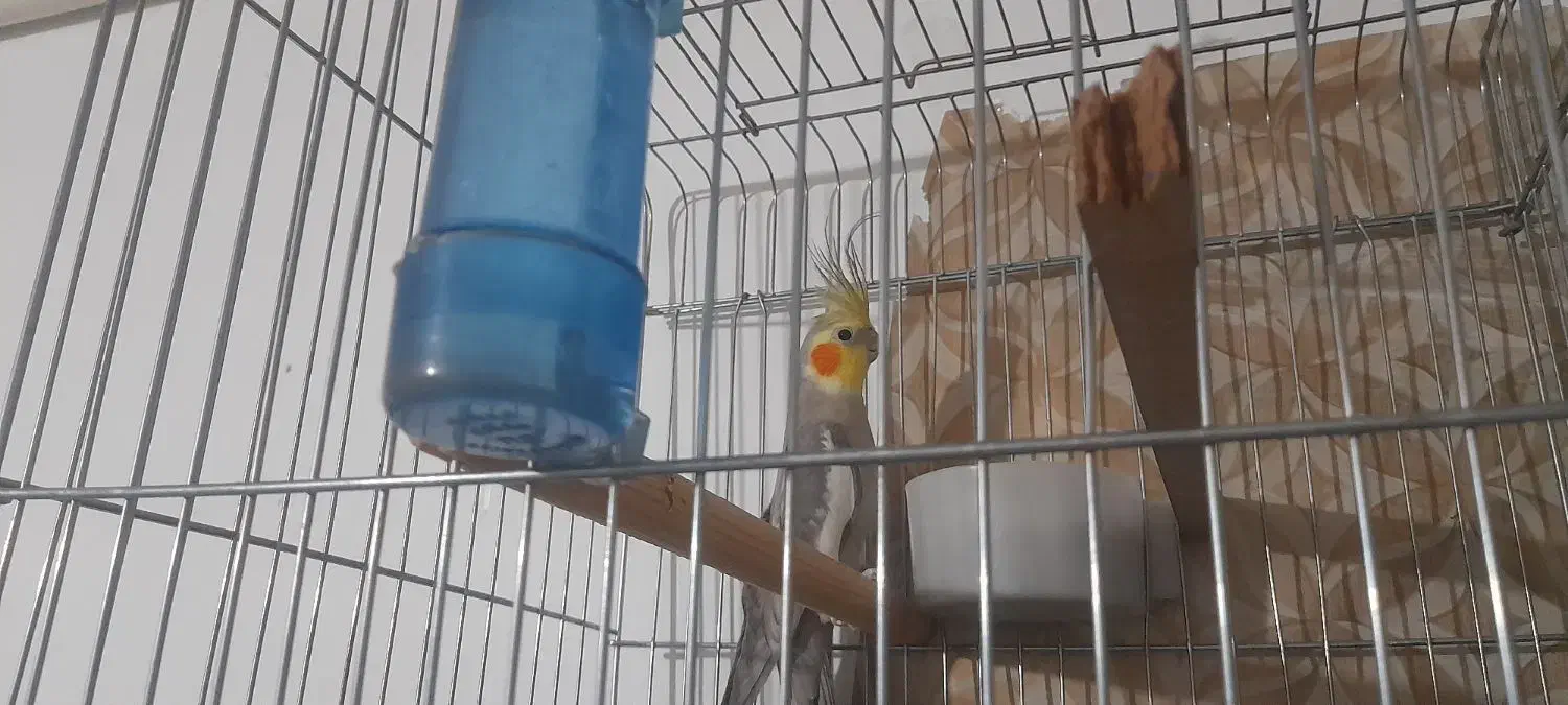 عروس هلندی|پرنده|حمیدیا, |دیوار