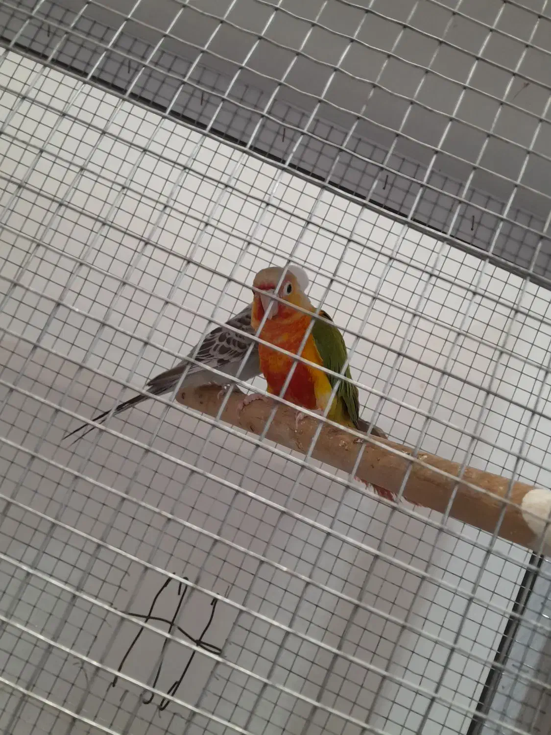 گرینچیک|پرنده|شیراز, دودمان|دیوار