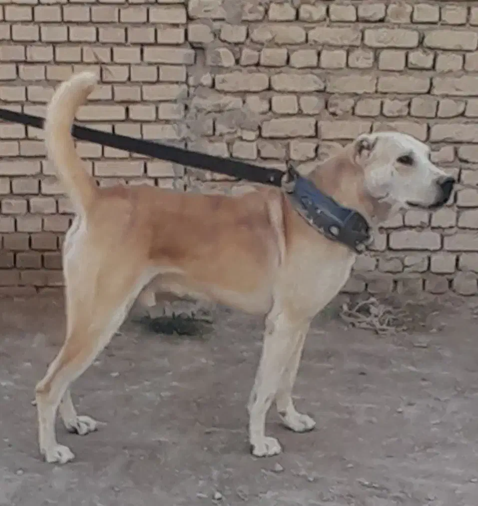 سگ ...حیوان|سگ|شیروان (خراسان), |دیوار