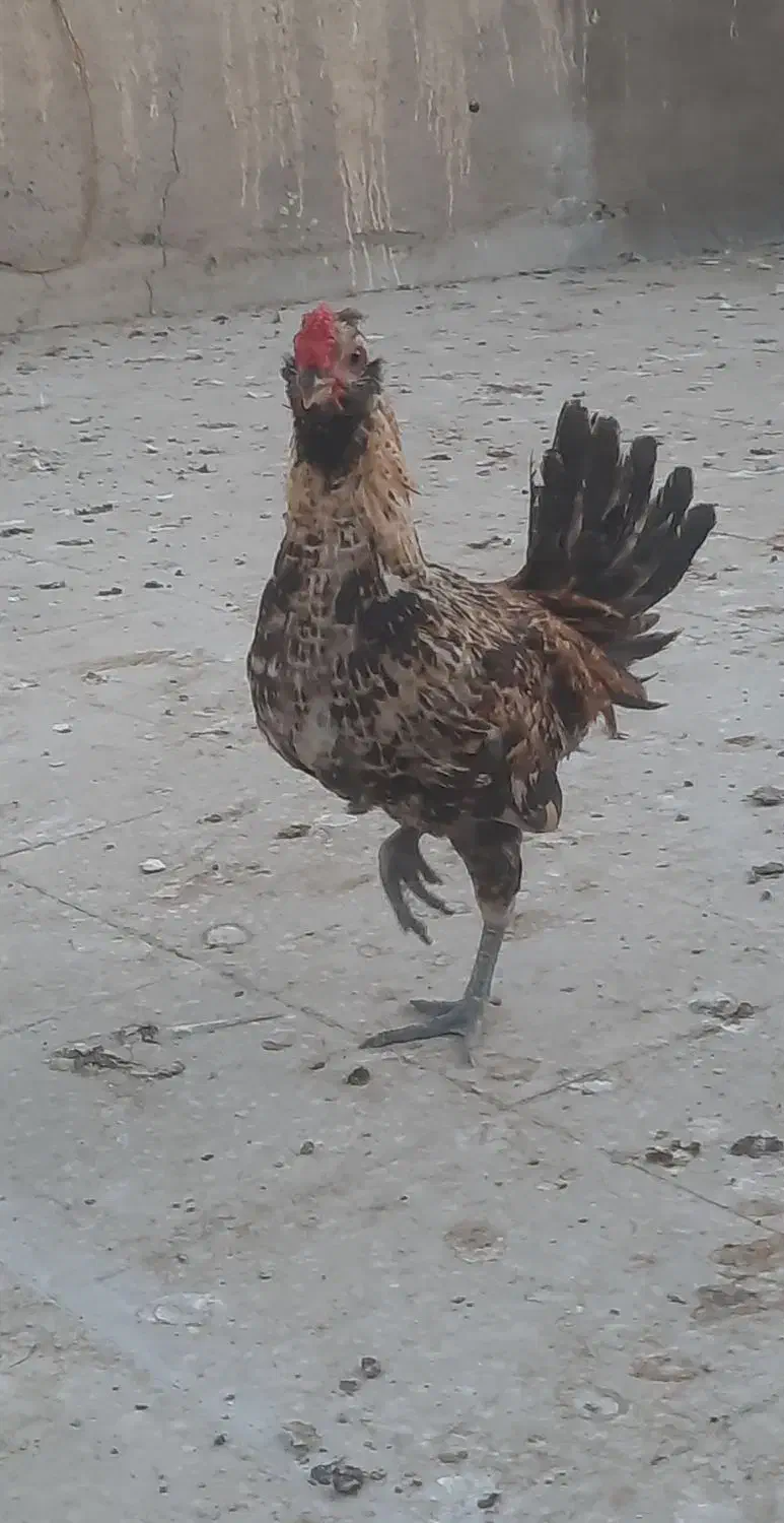 خروس لاری مینیاتوری|حیوانات مزرعه|قم, انصارالحسین|دیوار