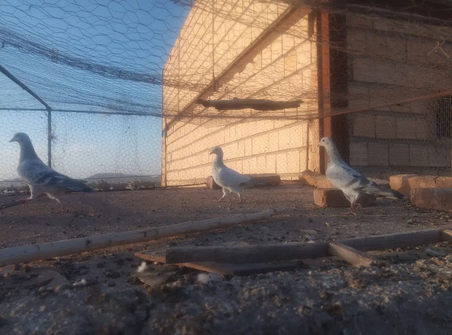 جوجه کفتر|پرنده|ملک‌آباد, |دیوار