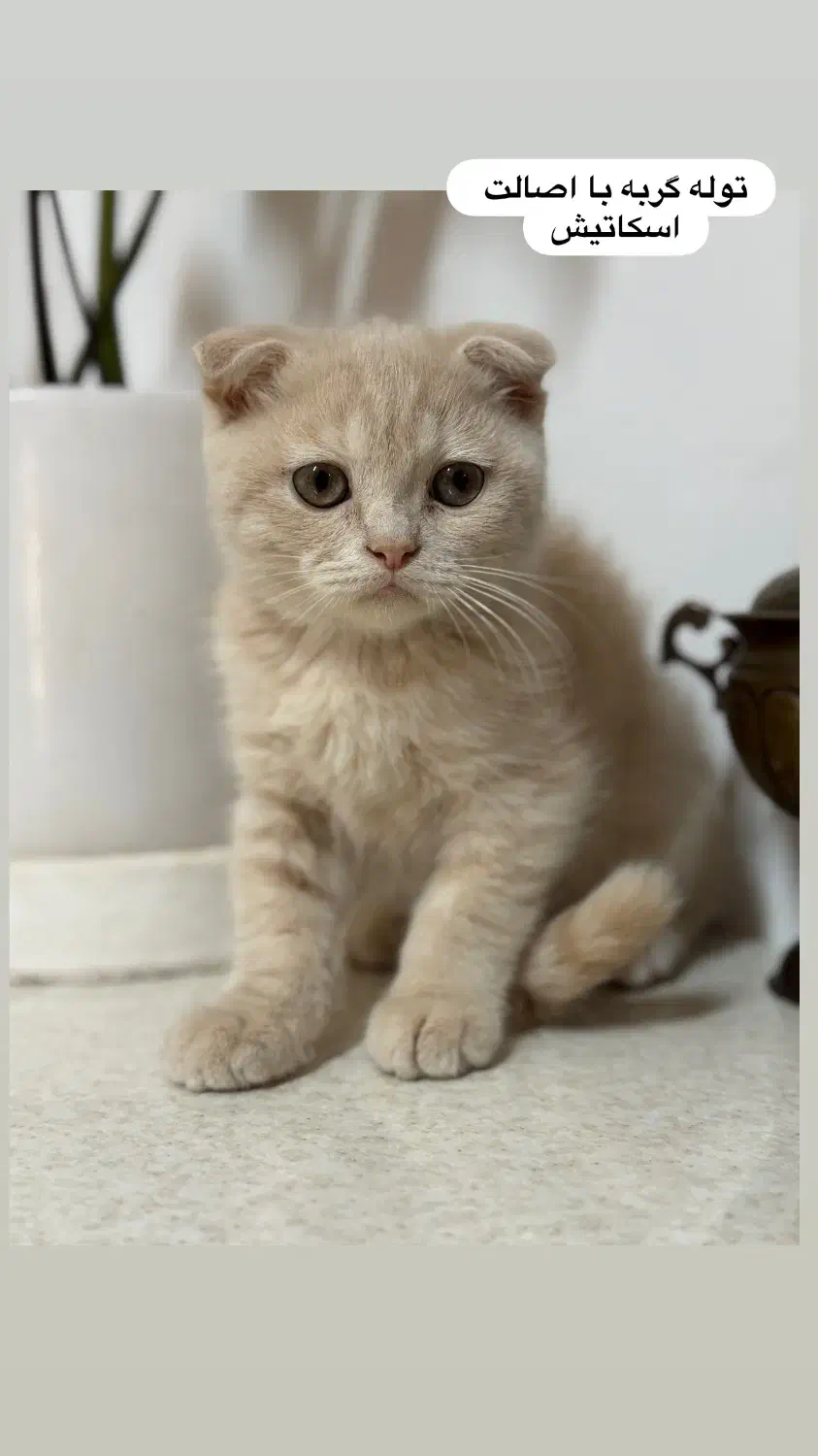 توله اسکاتیش فولد ۲ ماهه|گربه|گناباد, |دیوار