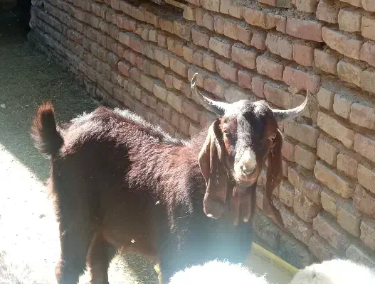 پاچن|حیوانات مزرعه|سیب و سوران, |دیوار