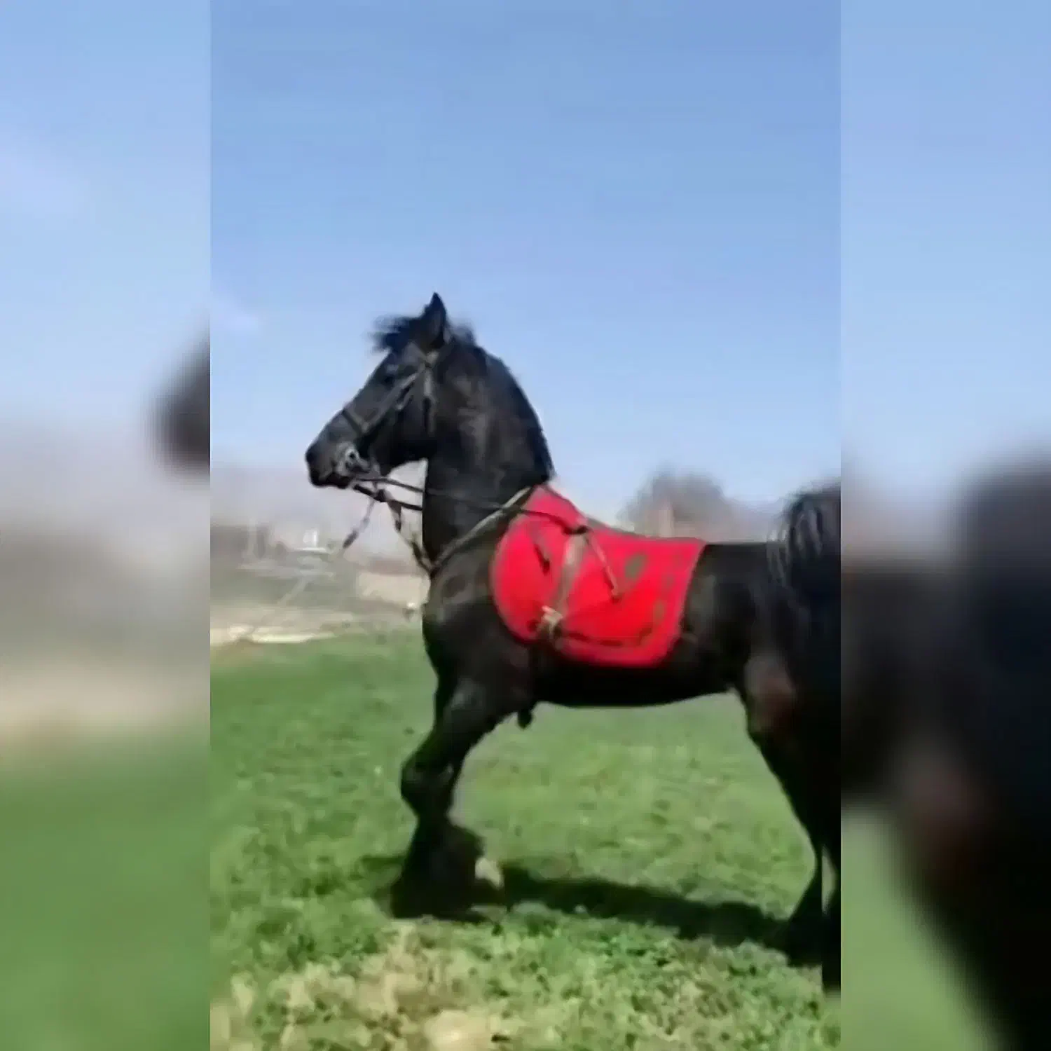 اسب اصیل کرد|اسب و تجهیزات اسبسواری|قم, پردیسان|دیوار