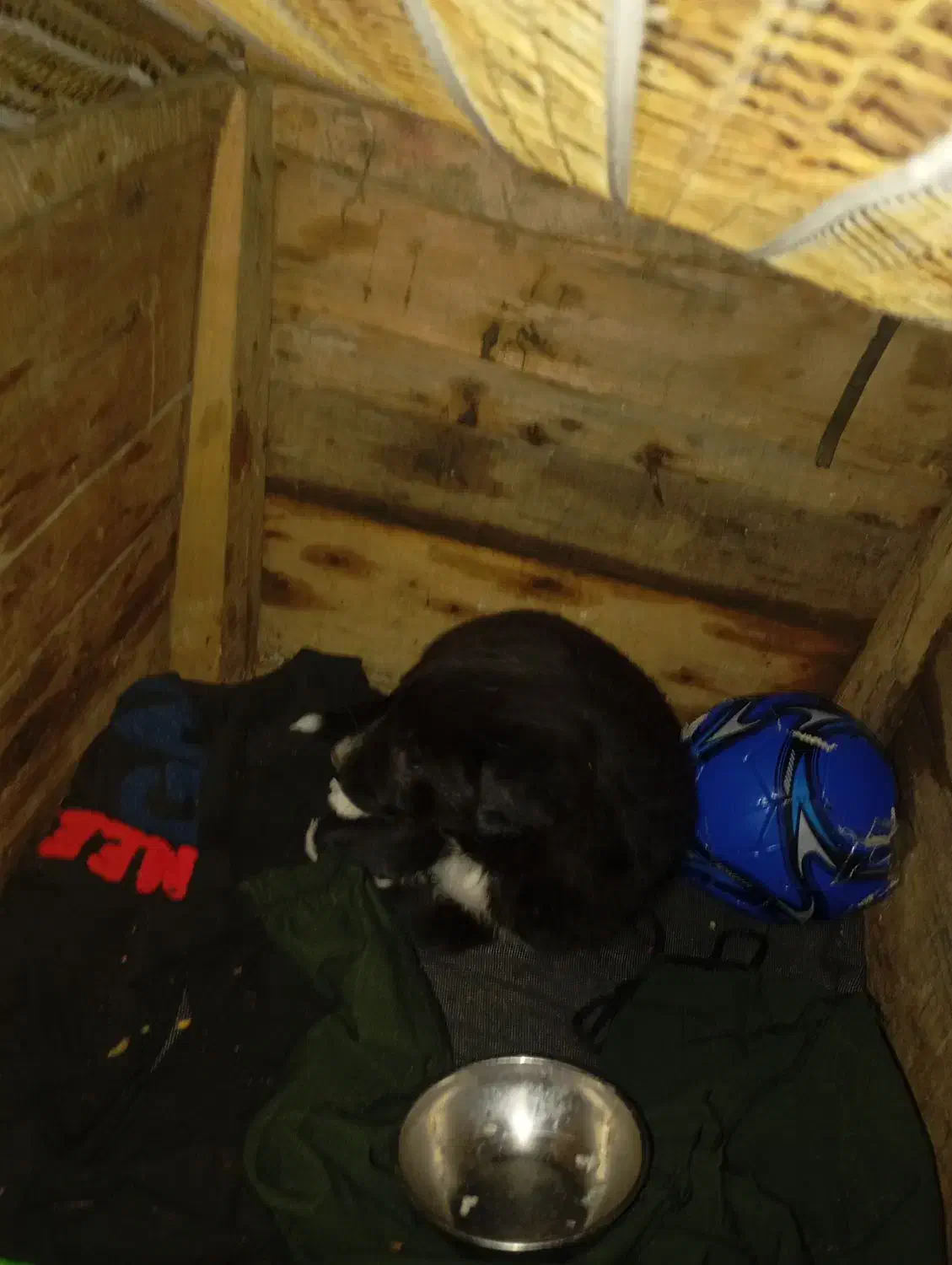 ...|سگ|اهواز, اهواز|دیوار