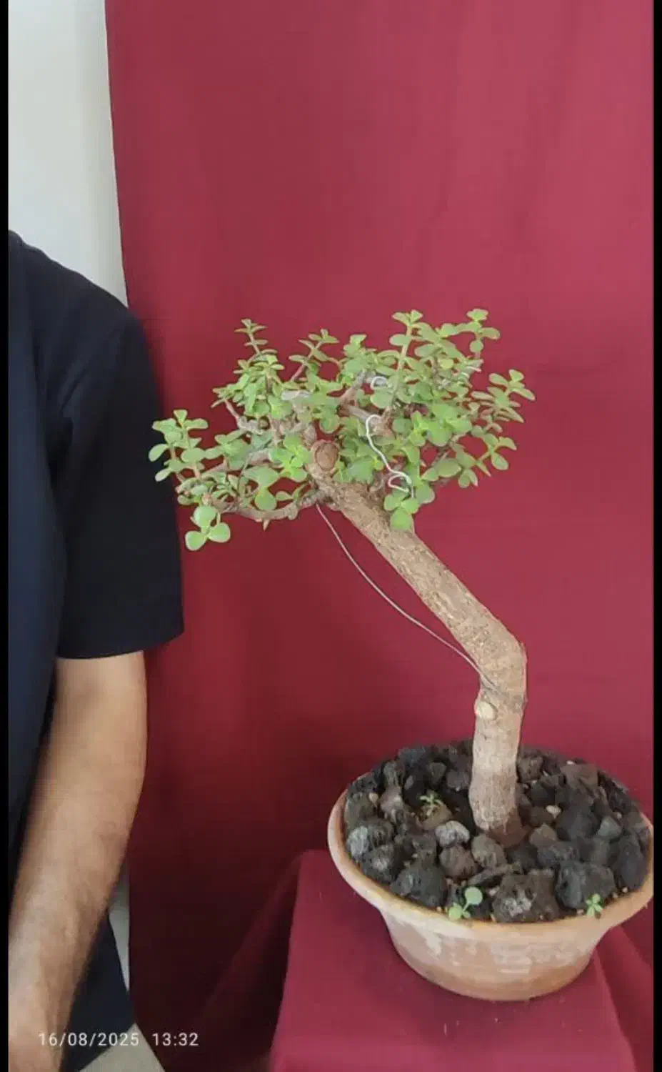 بونسای خرفه فیکوس کراسولا یشم|گل و گیاه طبیعی|فردیس, شهرک ۱۱۰|دیوار