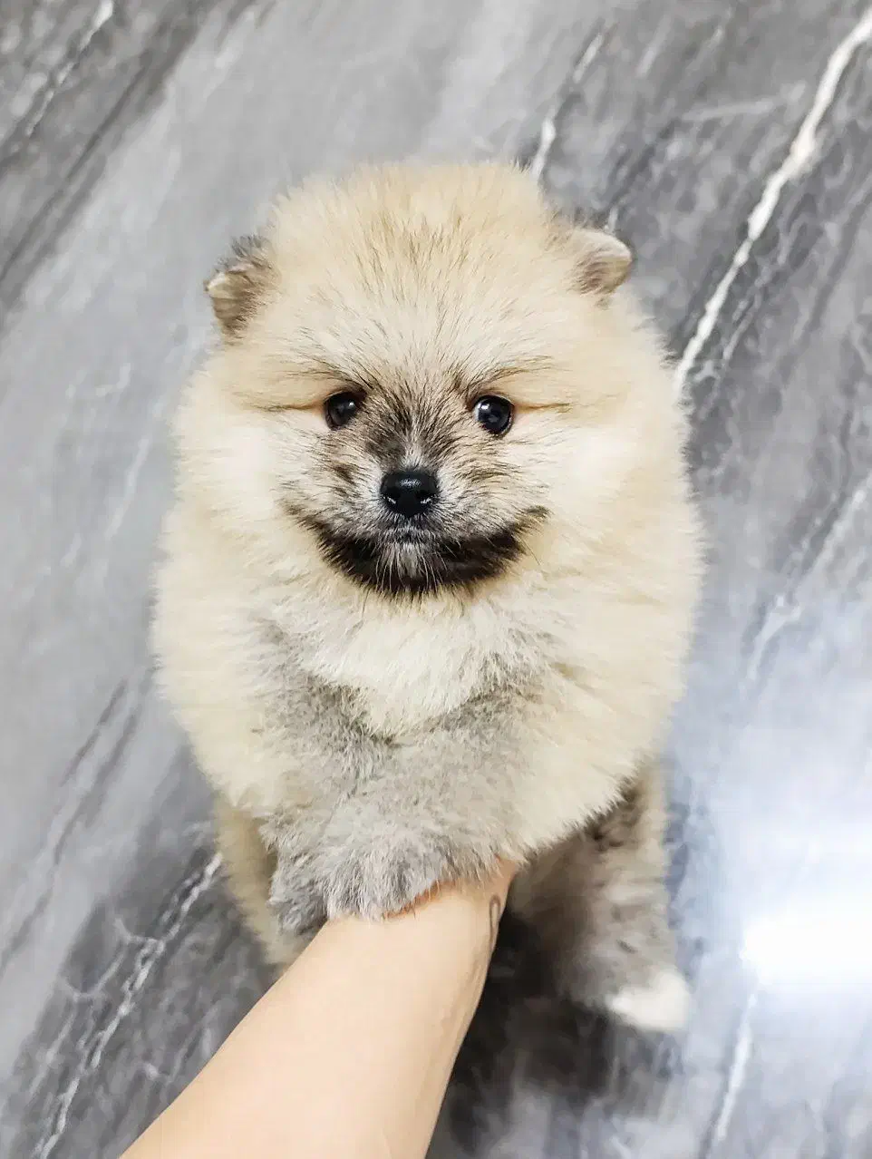 پامرانین خرسی اصیل (تیکاپ) - تضمین اصالت|سگ|مشهد, هدایت|دیوار