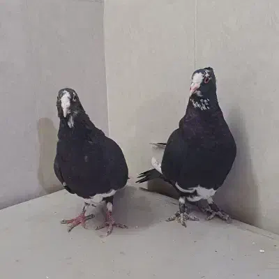 جفت پلنگ|پرنده|رفسنجان, |دیوار