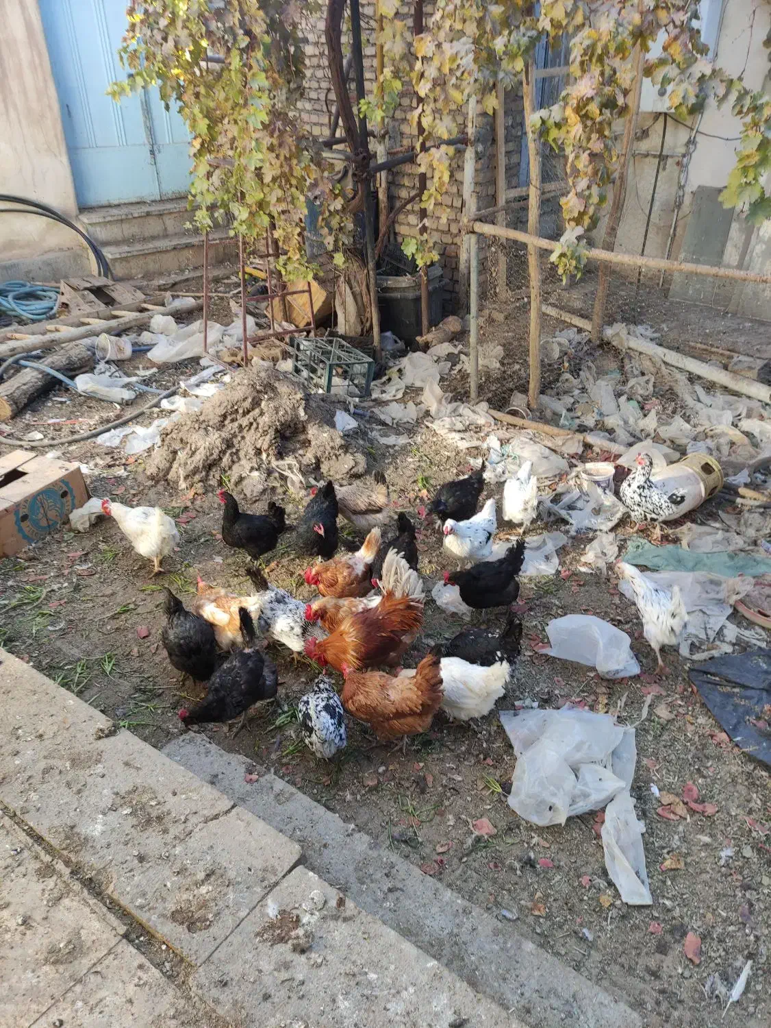 فروش مرغ بومی یک ساله|حیوانات مزرعه|خمینی‌شهر, |دیوار