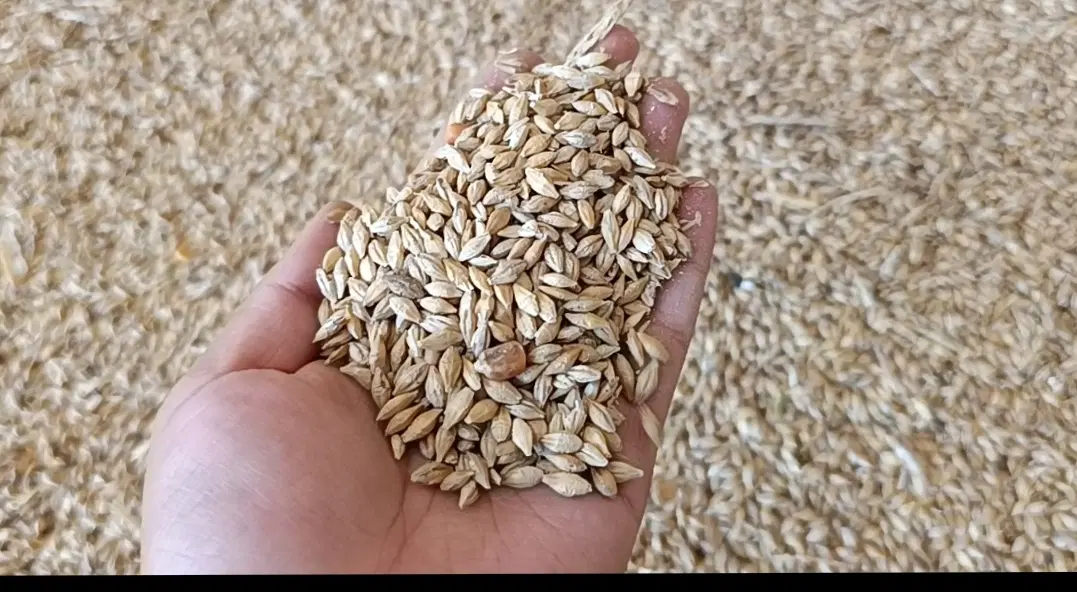 جو خارجی|لوازم جانبی حیوانات|پلدختر, |دیوار