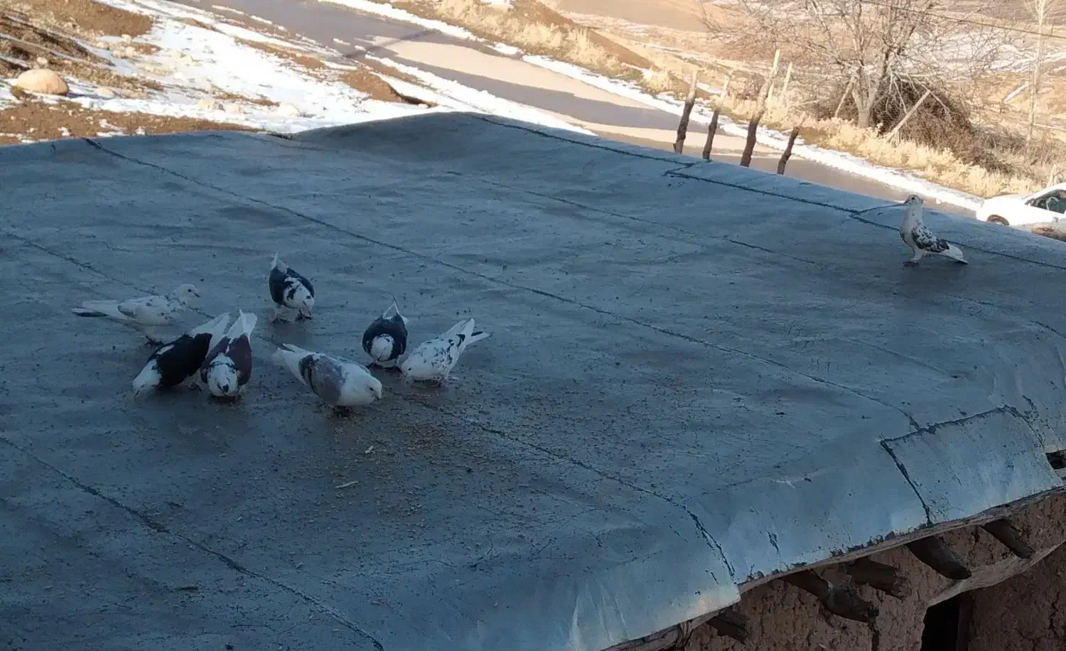 کبوتر|پرنده|فیروزآباد (لرستان), |دیوار