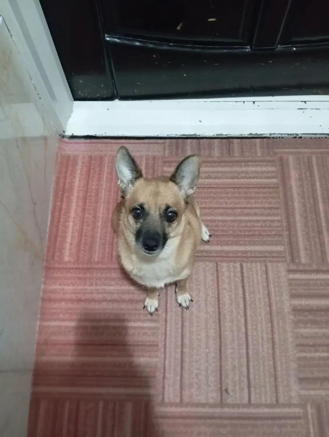 سگ پاکوتاه|سگ|پاکدشت, پاکدشت (مامازند)|دیوار