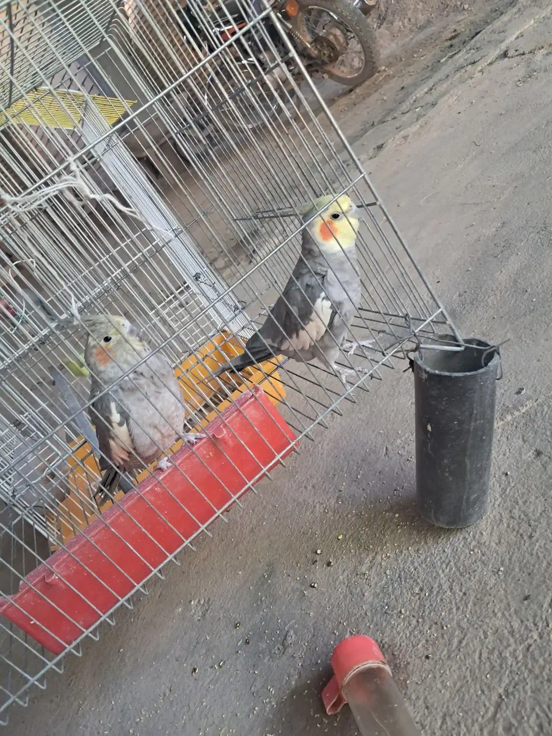 فروش یه جفت عروسی هلندی|پرنده|خانمیرزا, |دیوار