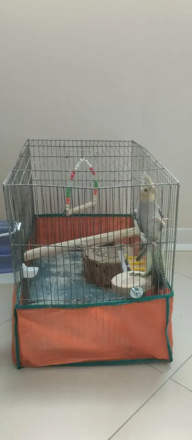 عروس هلندی با قفس|پرنده|رودهن, |دیوار