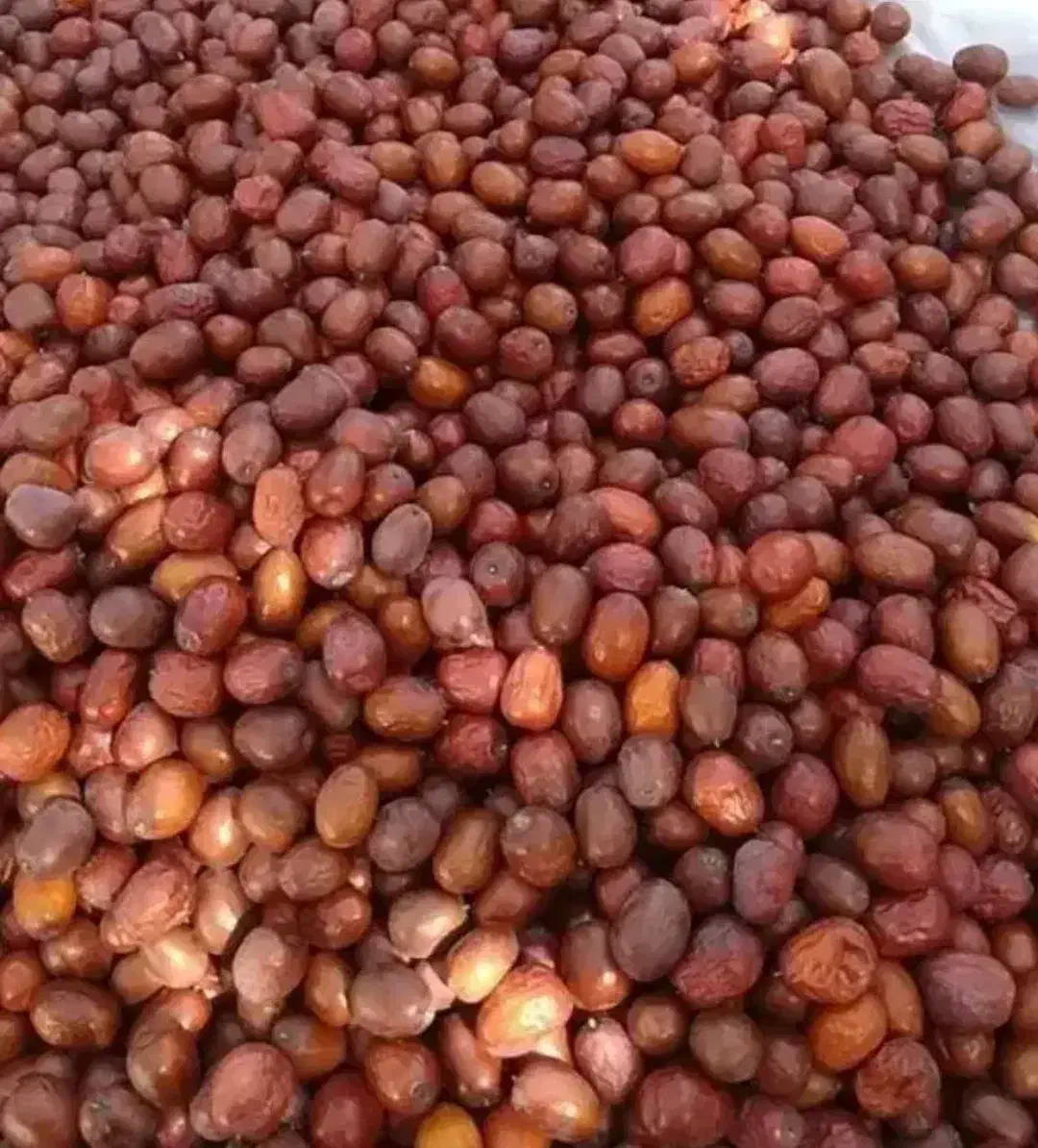 یاقوت سرخ عناب درشت قیمت پایین|فعالیت داوطلبانه|قزوین, |دیوار