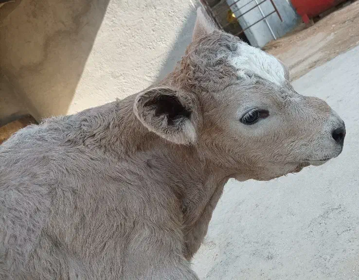 گوساله شاروله|حیوانات مزرعه|سرپل ذهاب, |دیوار