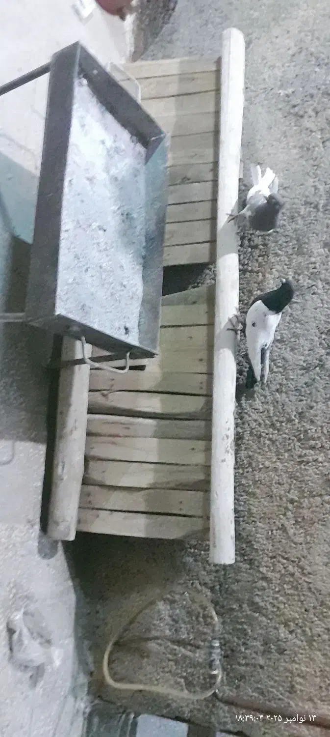 منقل اهنی (ک ب و ت ر ا )فروشین|اجاق گاز و لوازم برقی پختوپز|خرمآباد, |دیوار