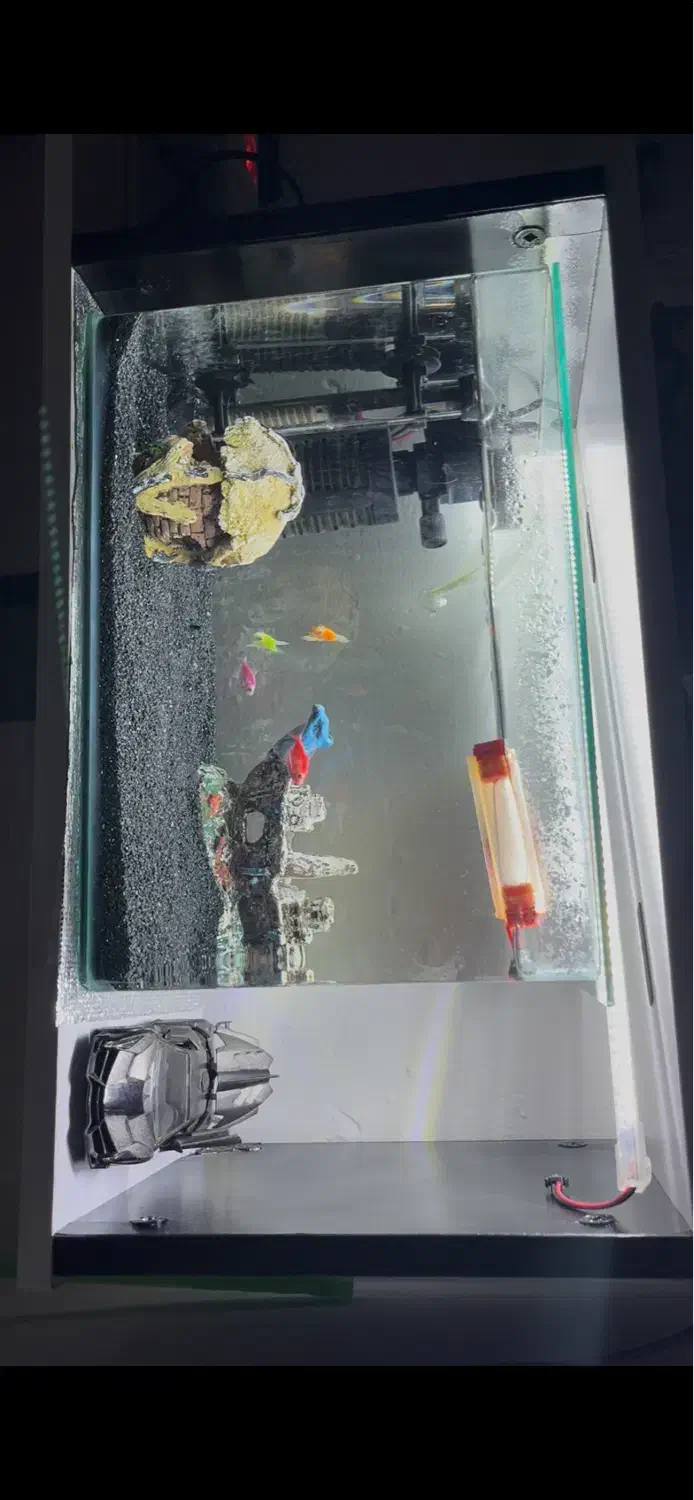 آکواریوم|ماهی|کرمانشاه, |دیوار