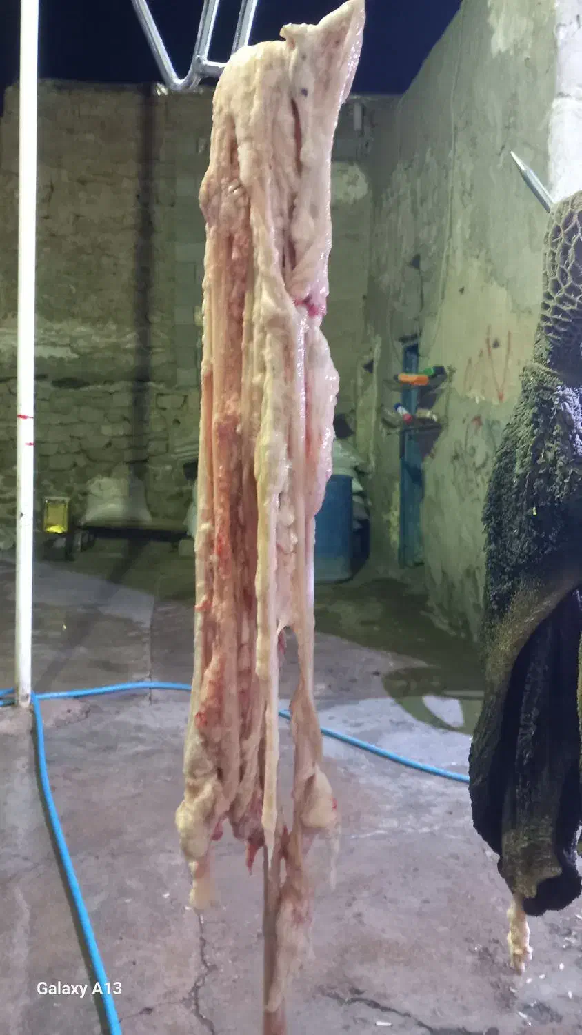 چرب روده تازه بره|حیوانات مزرعه|مسجد سلیمان, |دیوار