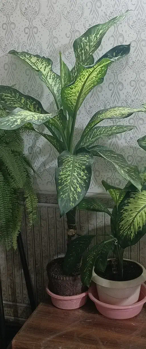 گل دیفن|گل و گیاه طبیعی|تویسرکان, |دیوار