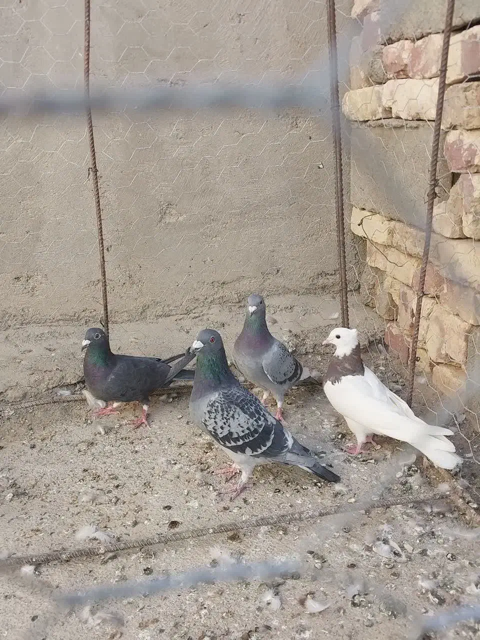 چند عدد پرنده|پرنده|هامون, |دیوار