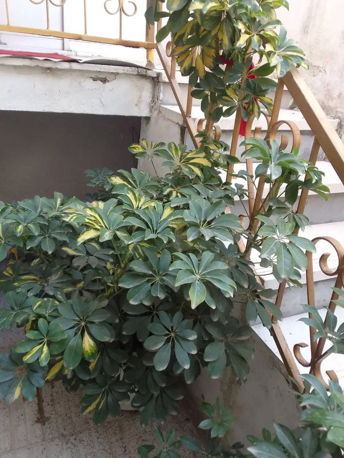 تعدادی گل برای فروش|گل و گیاه طبیعی|لاهیجان, کاروانسرابر|دیوار