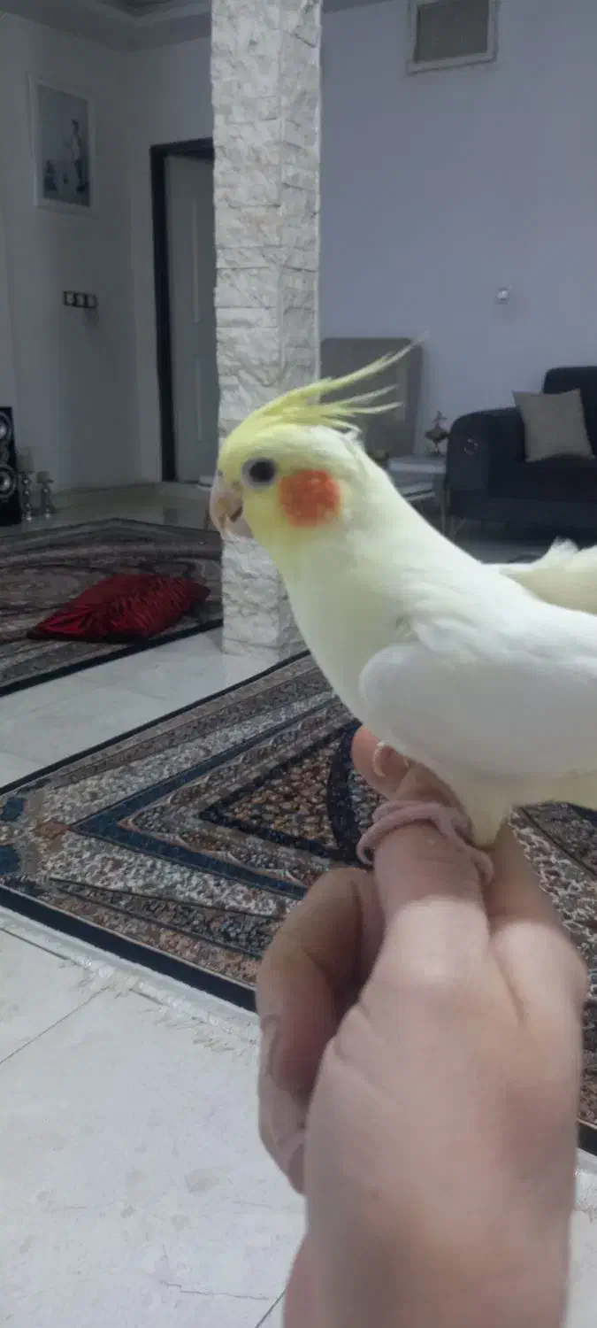 ماده اماده پنچ تخم|پرنده|شهریار, بکه|دیوار