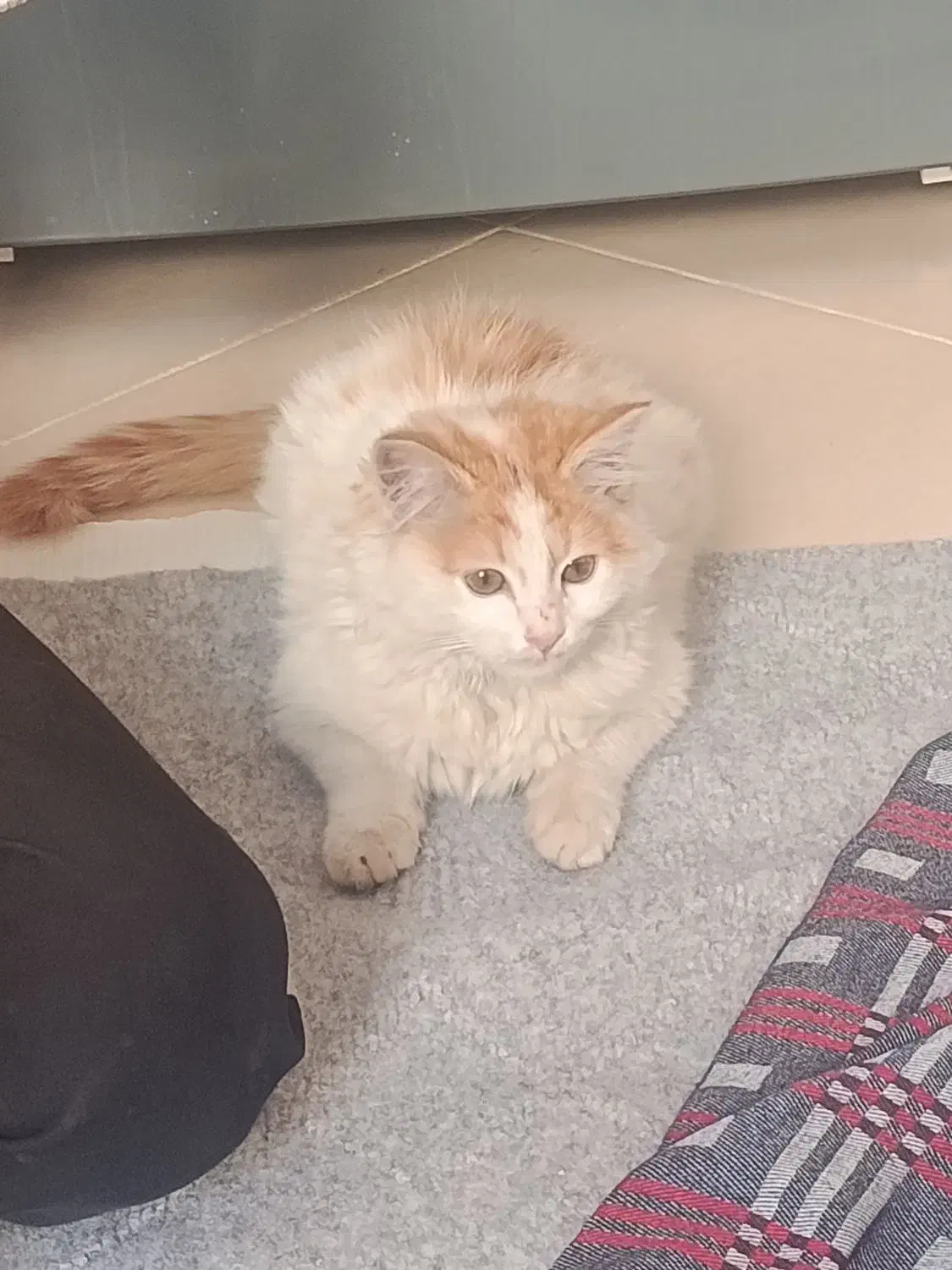 حیوان خانگی|گربه|اشتهارد, |دیوار