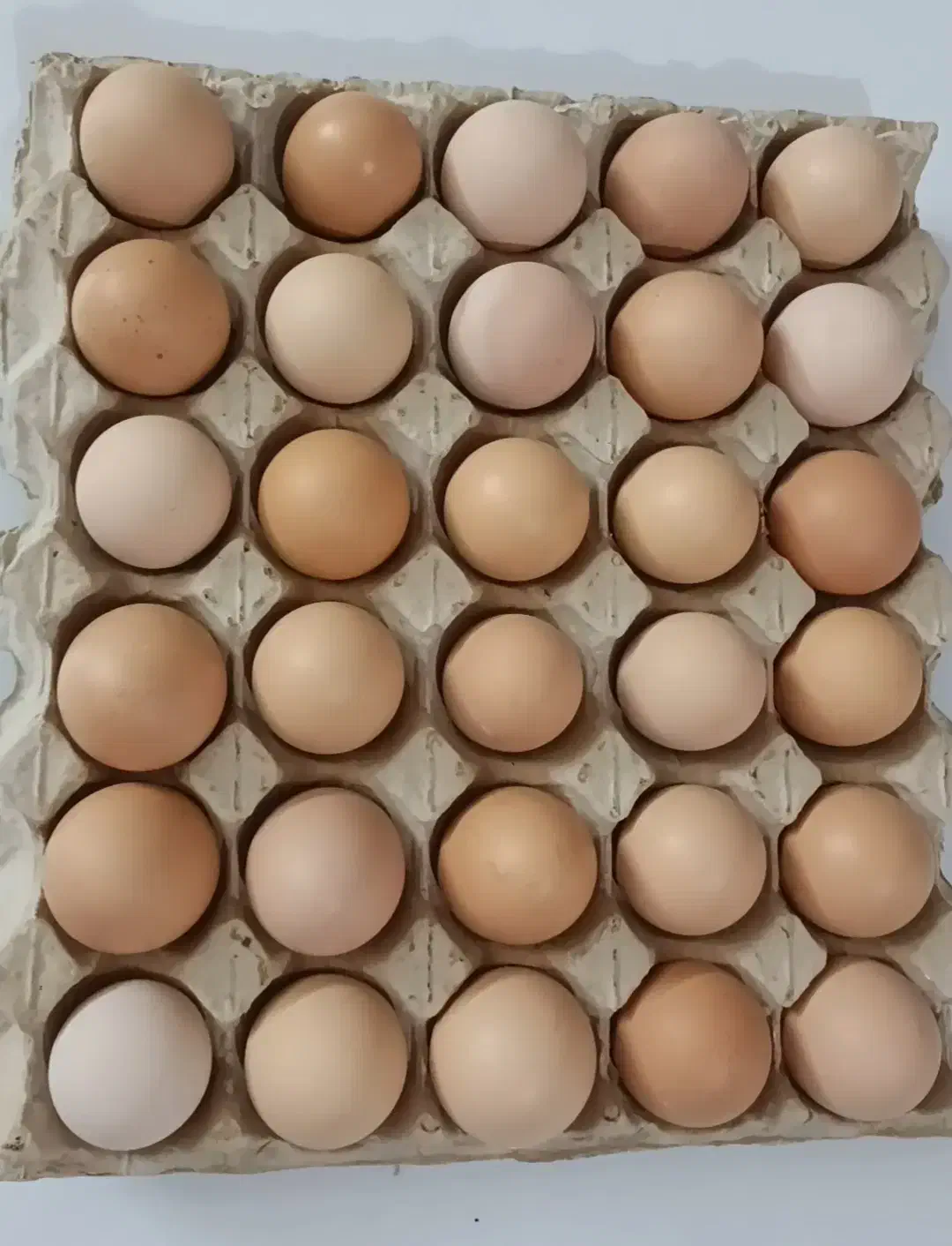 تخم مرغ محلی گلپایگان|خوردنی و آشامیدنی|کرج, برغان|دیوار