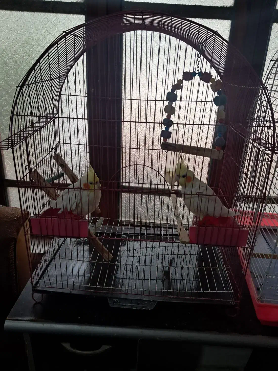 2عددعروس هلندی|پرنده|رشت, ترمینال|دیوار