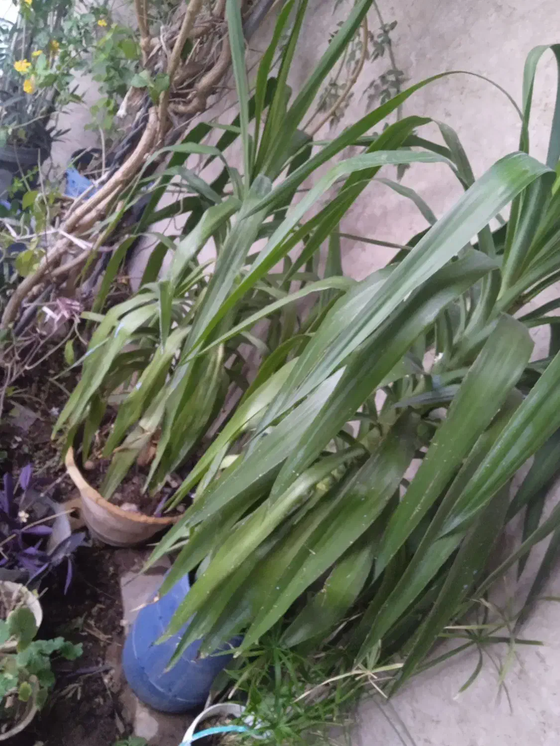 تعداد زیادی گل طبیعی حراج شد با تخفیف|گل و گیاه طبیعی|شیراز, سایت اداری|دیوار