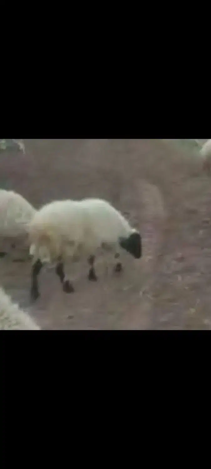 میش زایده و آبستن...|حیوانات مزرعه|رفسنجان, |دیوار