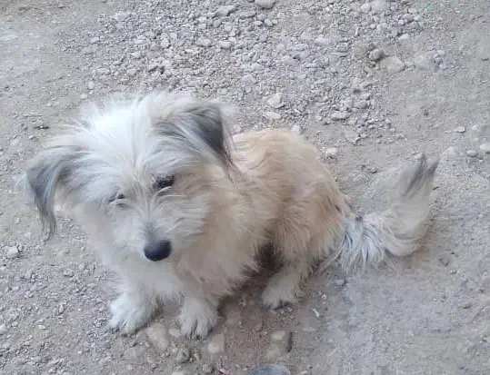 سگ پاپی|سگ|فسا, |دیوار