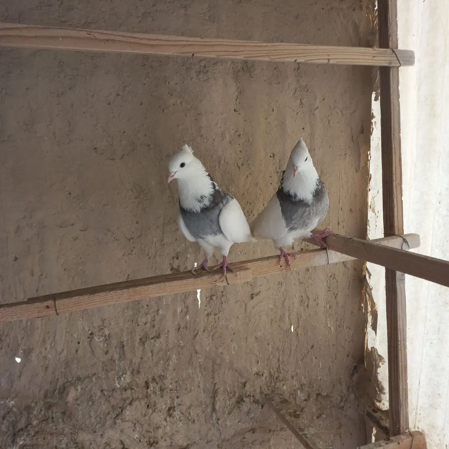 فروش کبوتر|پرنده|تهران, افسریه شمالی|دیوار